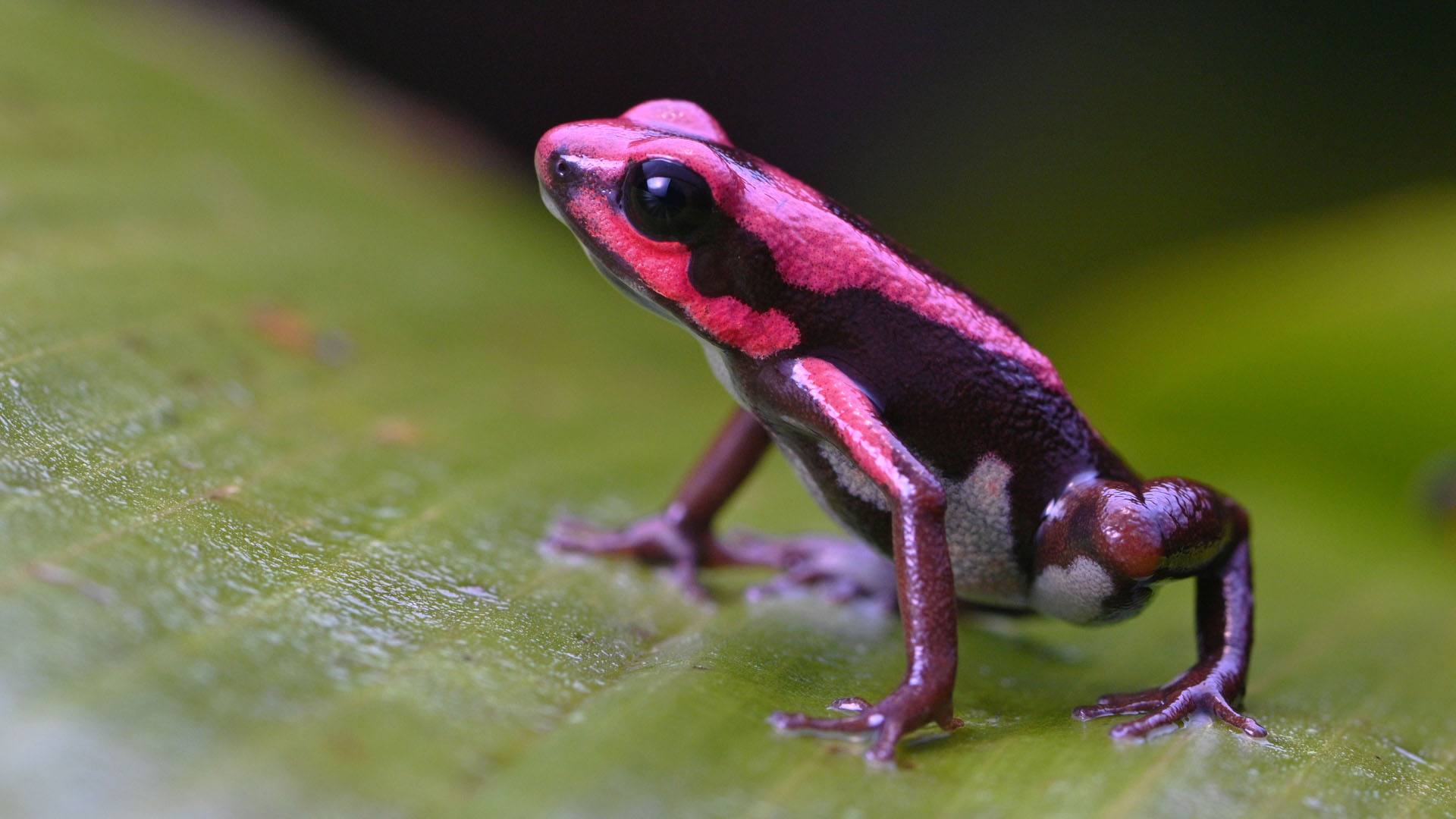 Poison Frogs Herping Tour